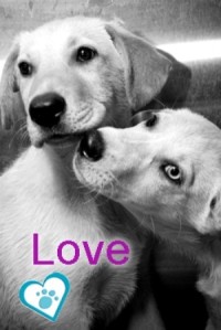 dog love